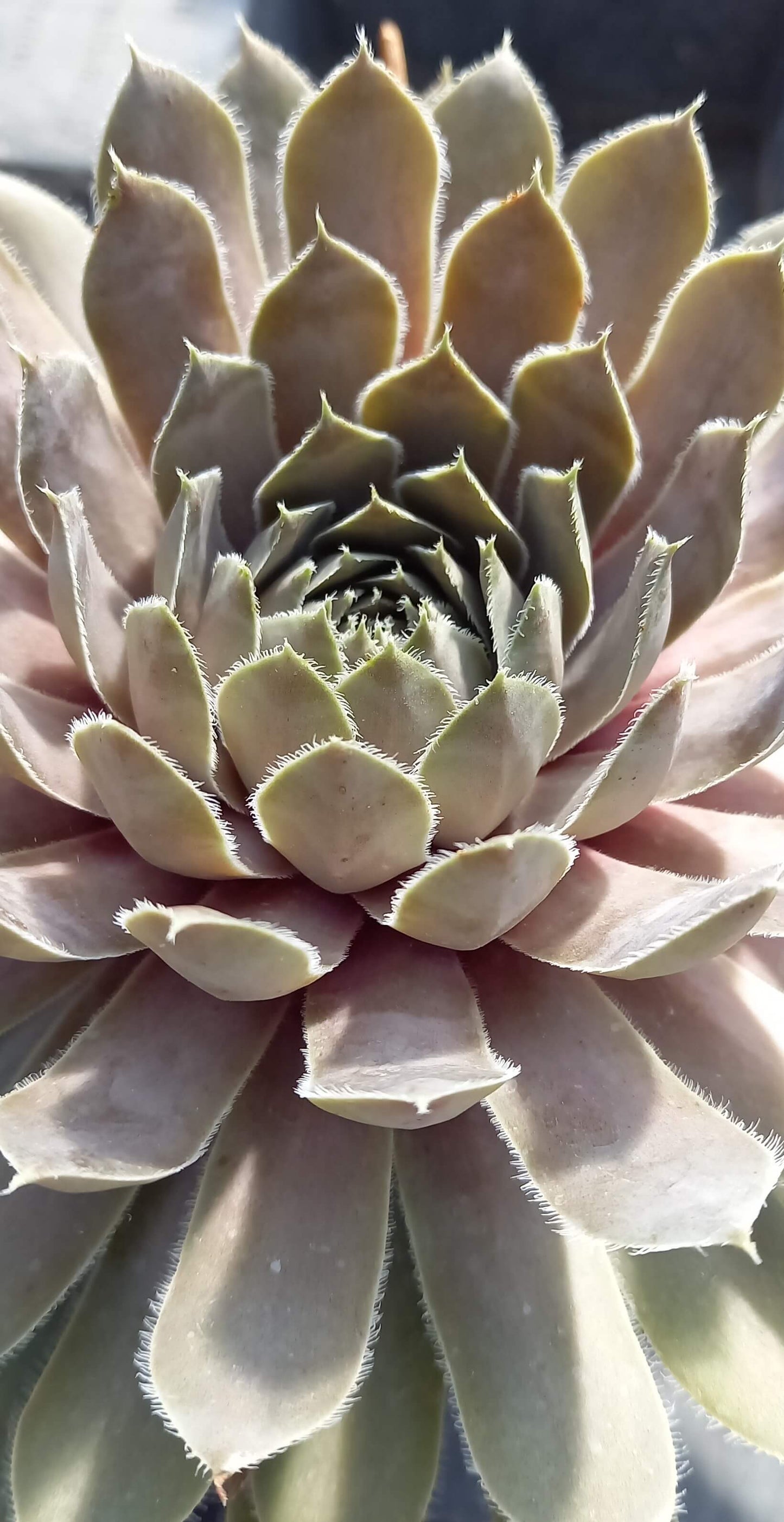 Hauswurz (Sempervivum ) 'Lavender and Old Lace' T12