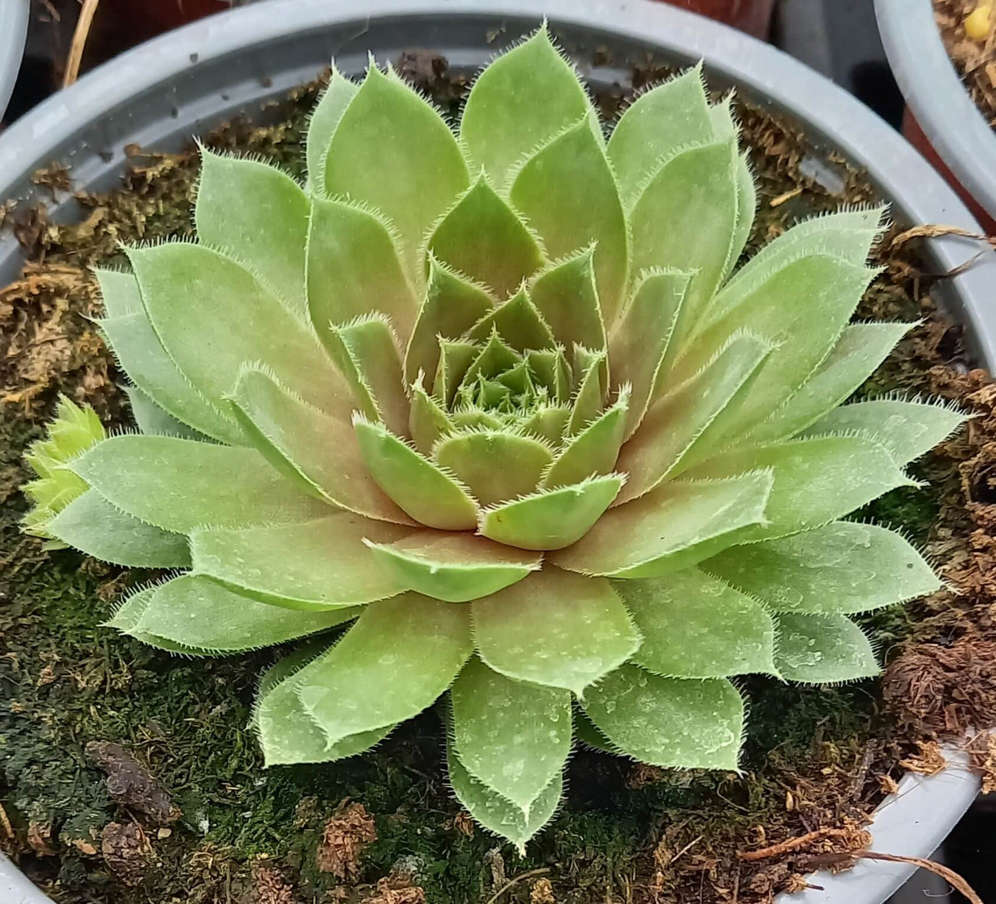 Hauswurz (Sempervivum ) 'Rubin/Red Rubin' T12