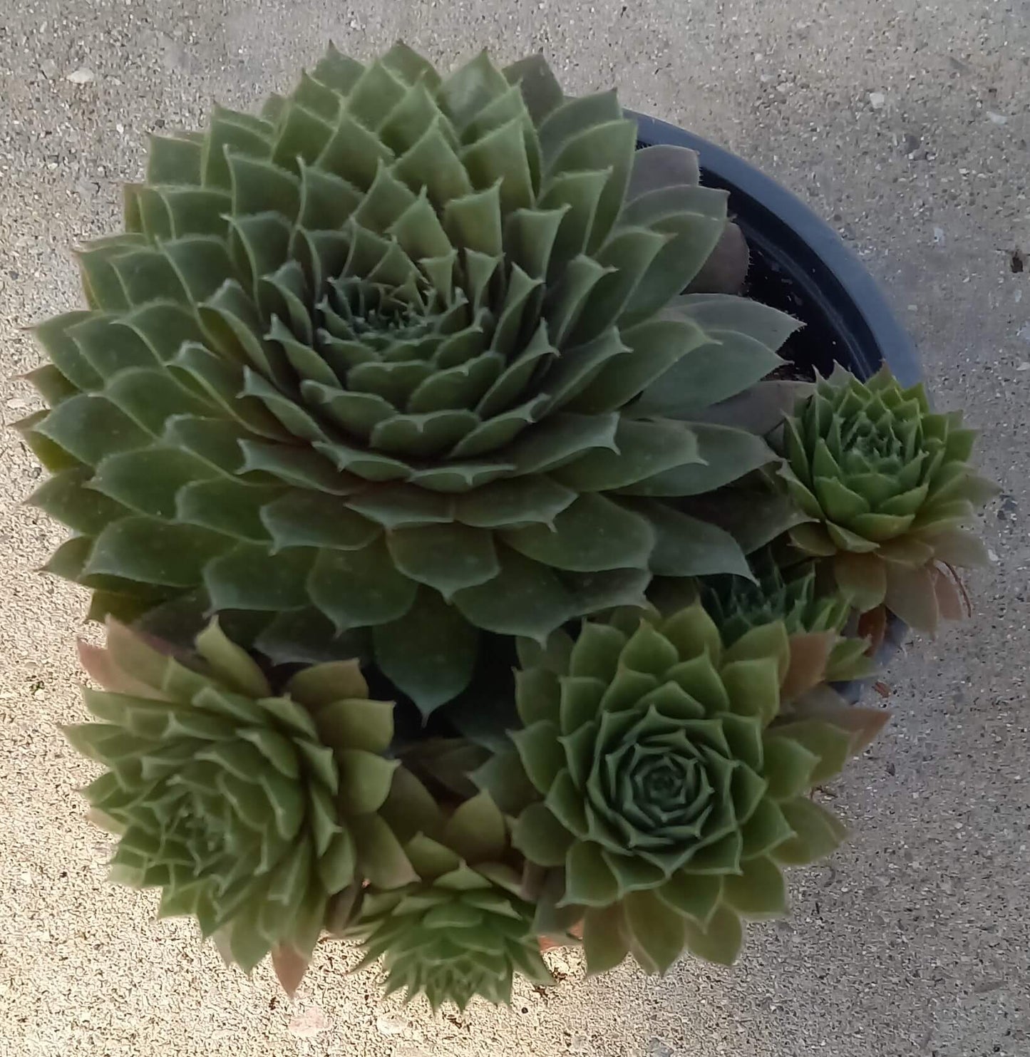 Hauswurz (Sempervivum ) 'Rubin/Red Rubin' T12