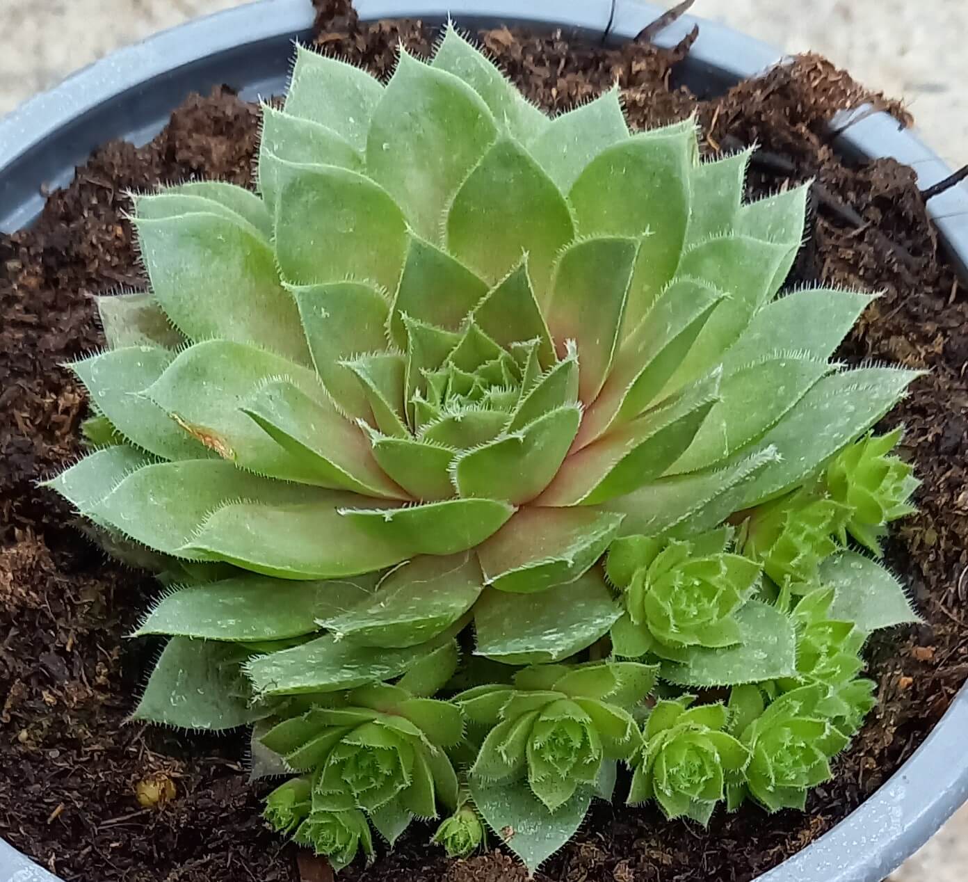 Hauswurz (Sempervivum ) 'Rubin/Red Rubin' T12