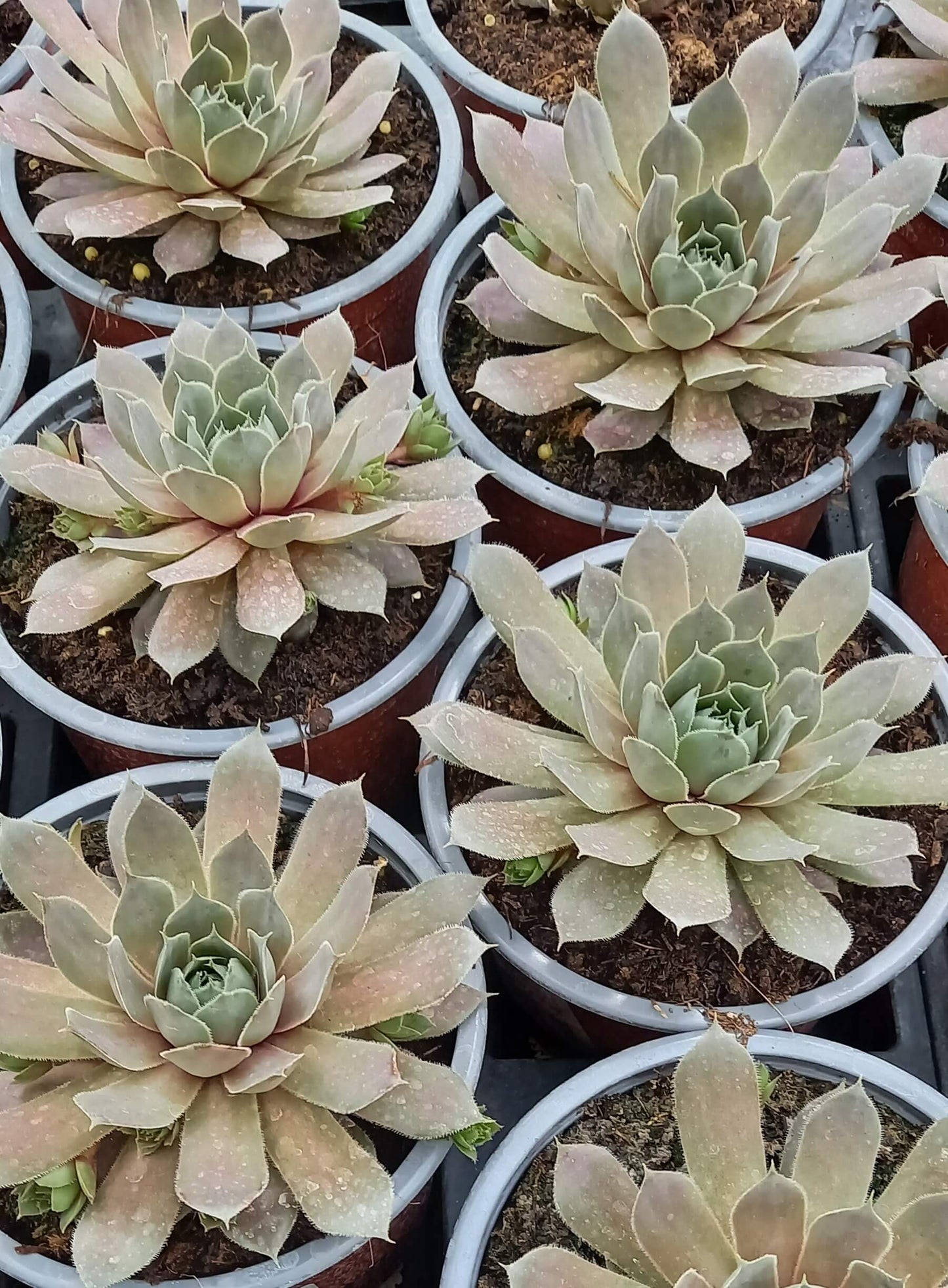 Hauswurz (Sempervivum ) 'Silverine' T12