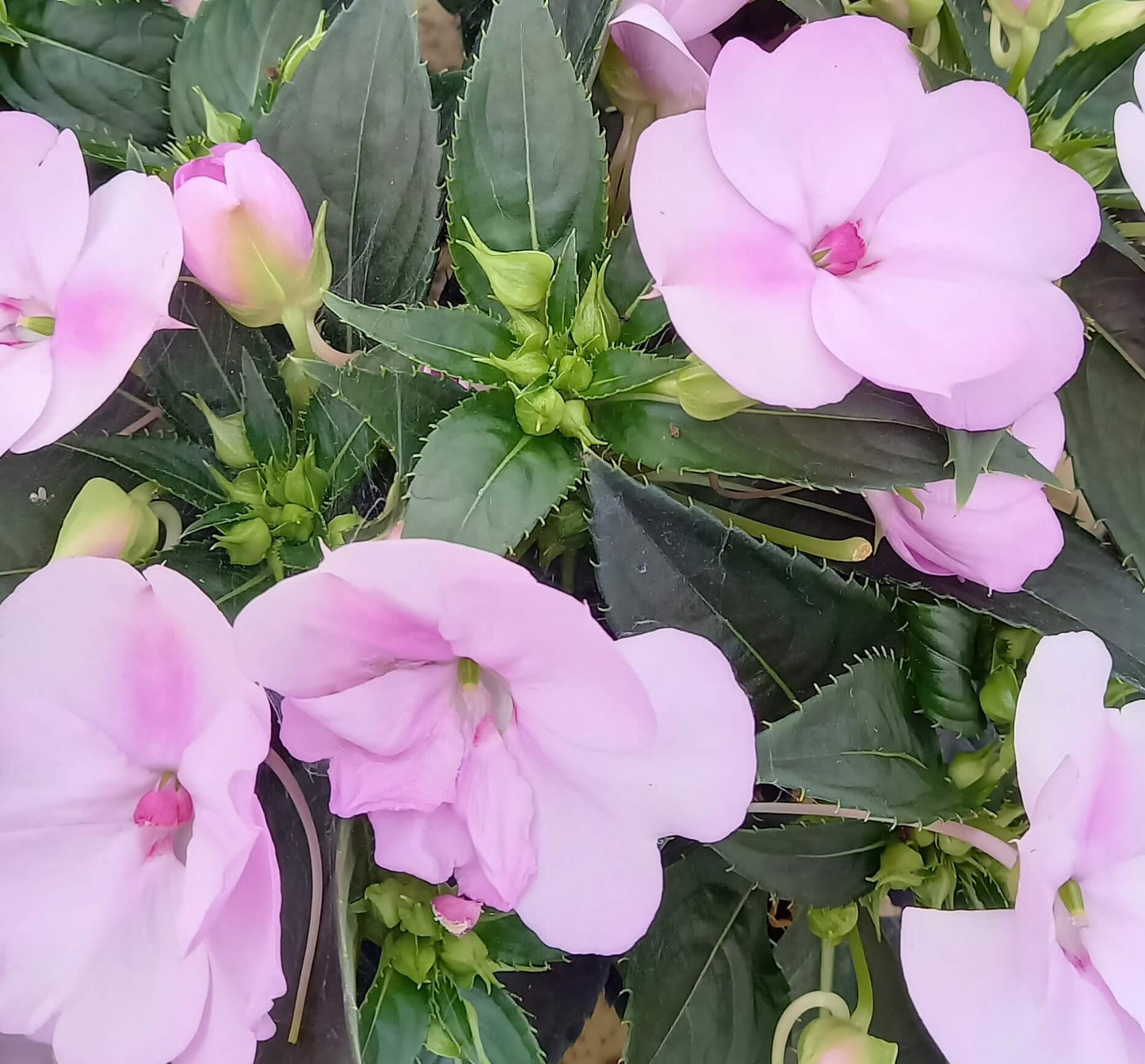 Sonnen-Lieschen (Impatiens) 'SunPatiens®' in verschiedenen Farben