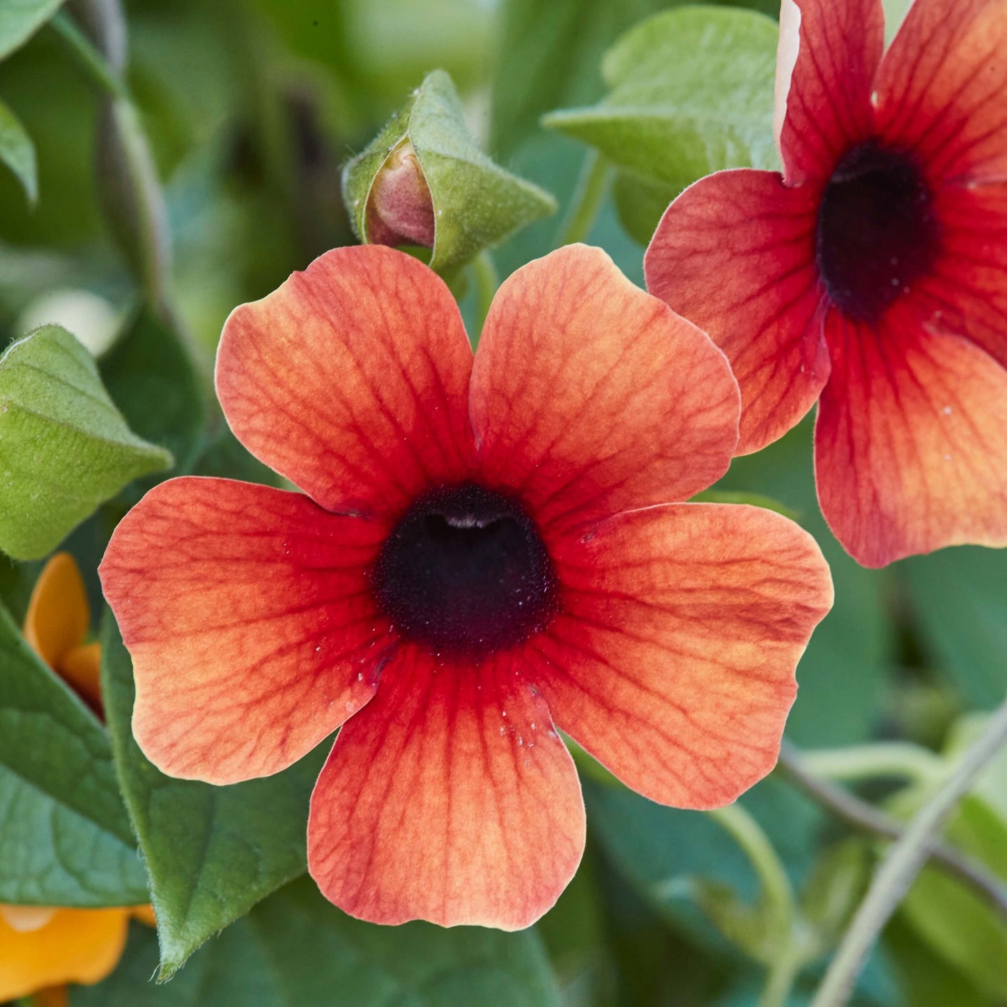 Schwarzäugige Susanne (Thunbergia) 'Sunny Susy® in verschiedenen Farben