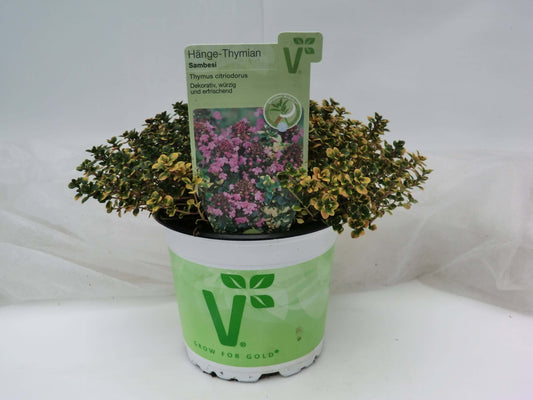 Hänge-Thymian (Thymus citriodorus) 'Summerdreams® Lemon Cascata®' (Sambesi) T12