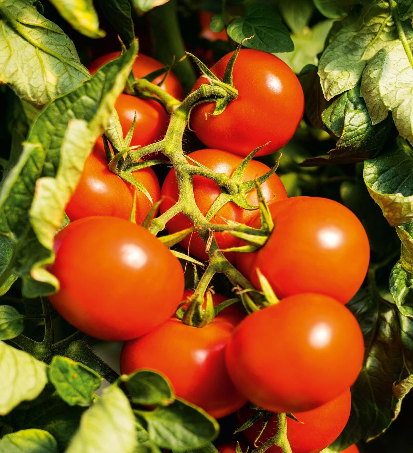 Veredelte Tomaten im Spar-Set | 3 Stück