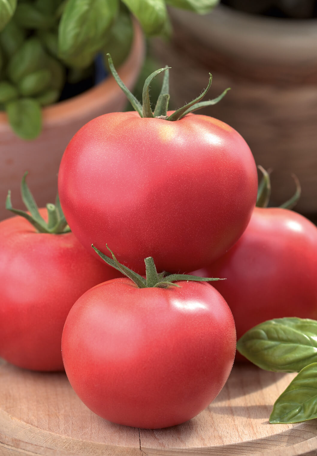 Veredelte Tomaten im Spar-Set | 3 Stück
