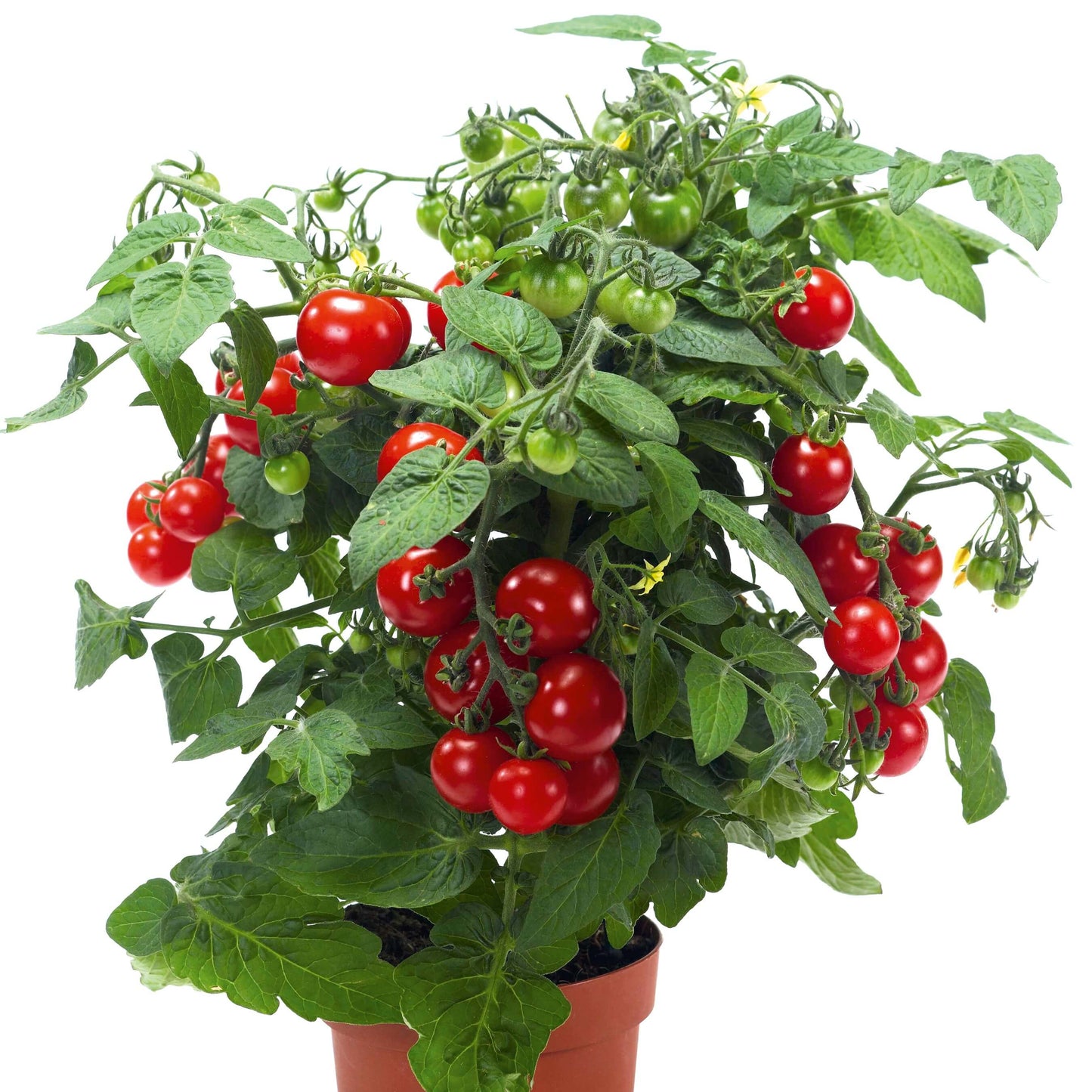 Topf-Cocktailtomate 'Strongboy Red'