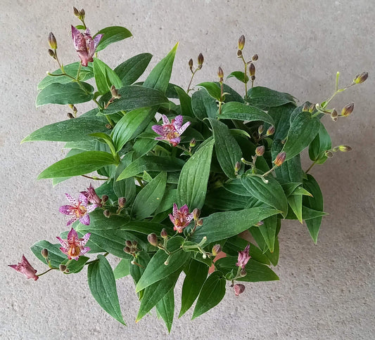 Krötenlilie (Tricyrtis formosana) 'Pink Freckles' T12 - winterhart