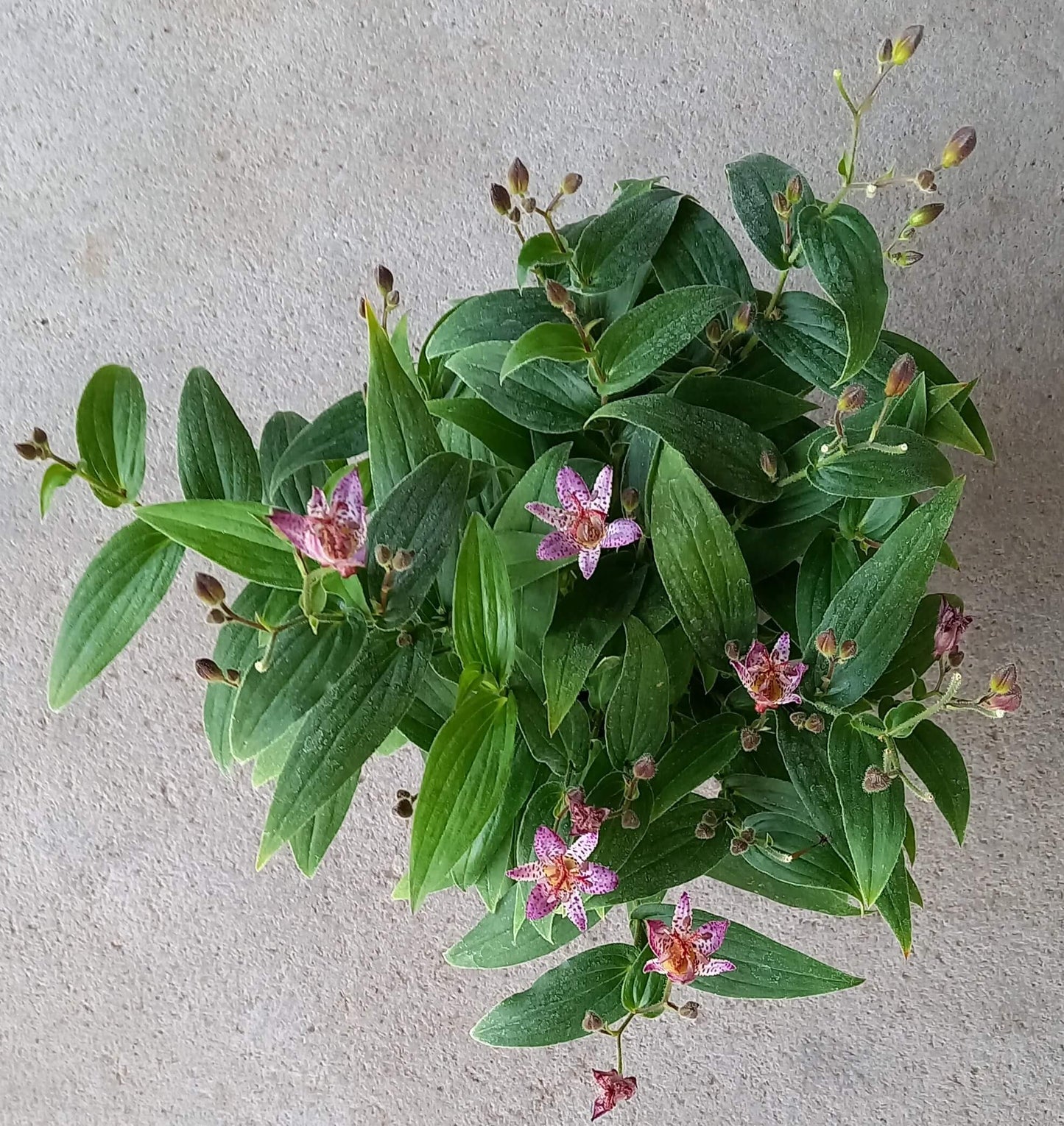 Krötenlilie (Tricyrtis formosana) 'Pink Freckles' T12 - winterhart