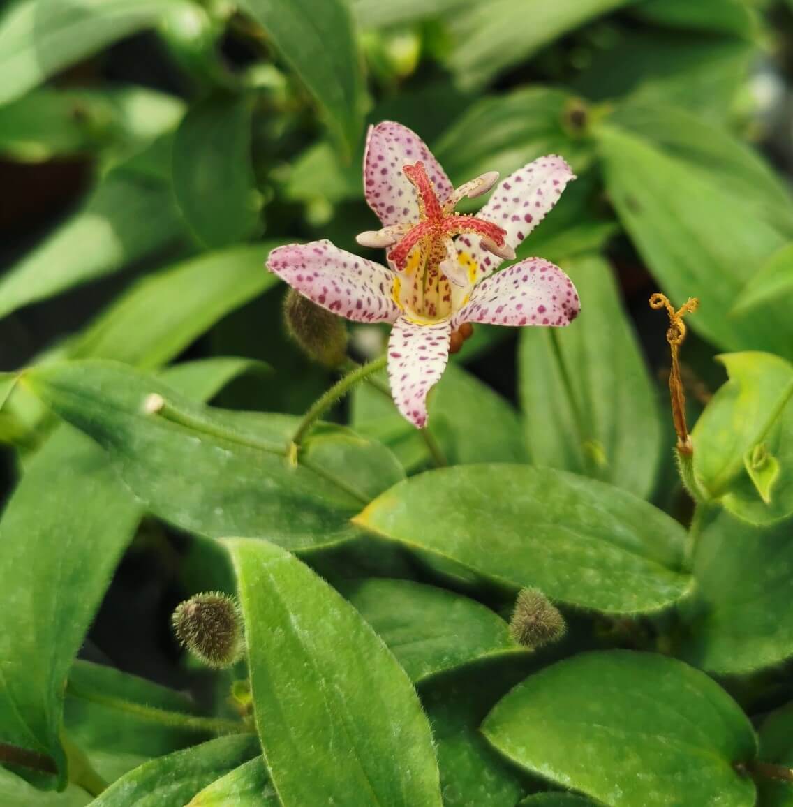 Krötenlilie (Tricyrtis formosana) 'Pink Freckles' T12 - winterhart