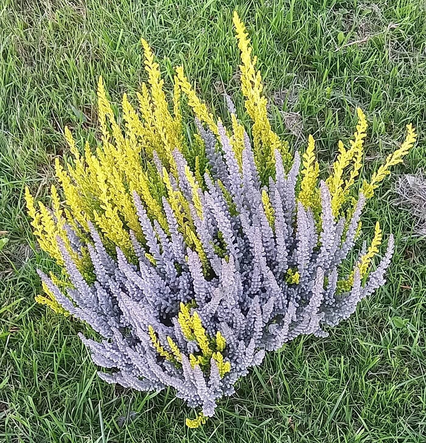 Knospenheide (Calluna vulgaris) Twingirls® Fluffy - Zeta T13