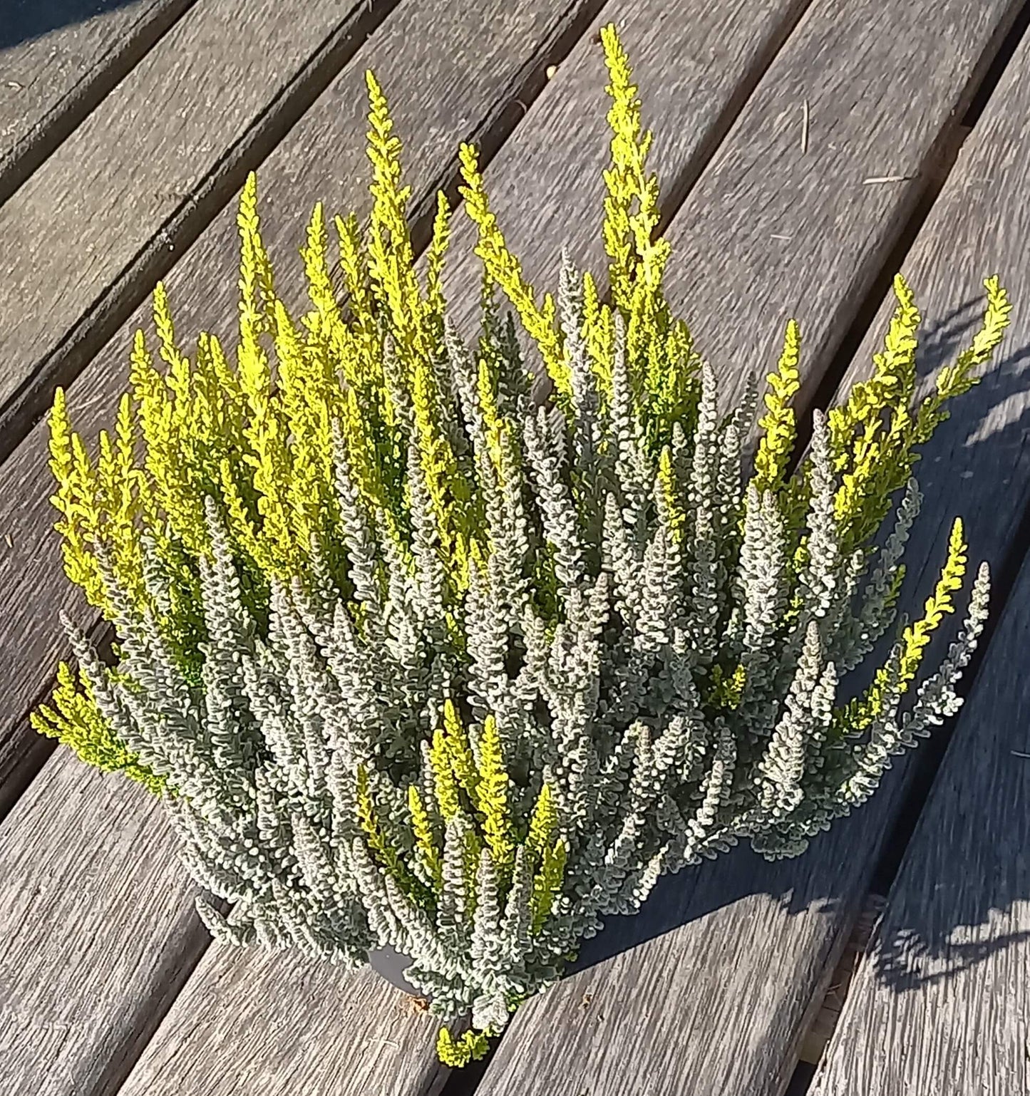 Knospenheide (Calluna vulgaris) Twingirls® Fluffy - Zeta T13