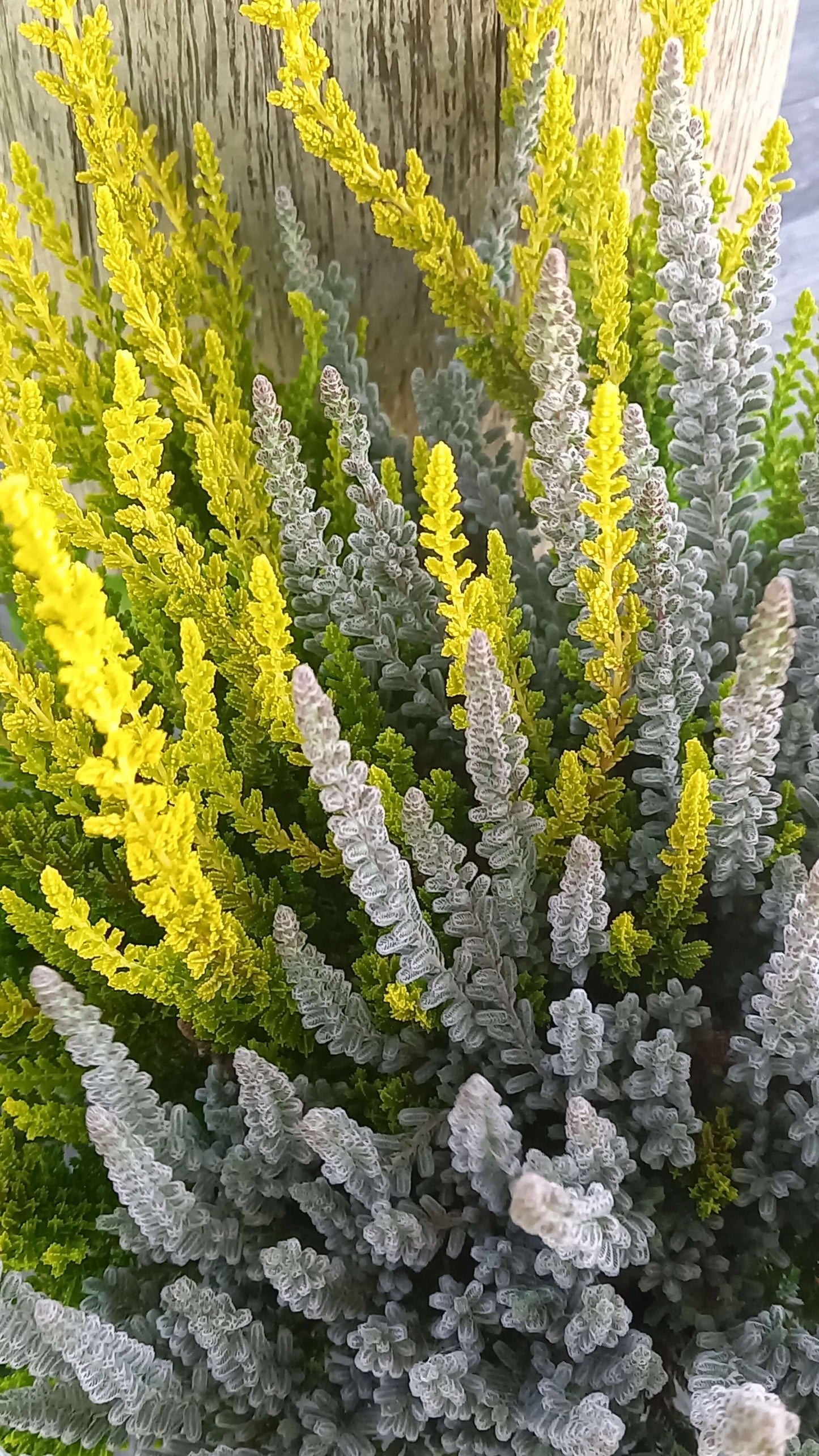Knospenheide (Calluna vulgaris) Twingirls® Fluffy - Zeta T13