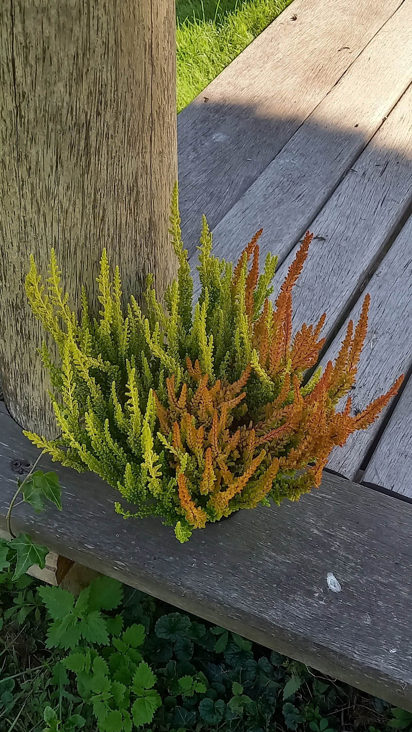 Knospenheide (Calluna vulgaris) Twingirls® Zeta - Zoe T13
