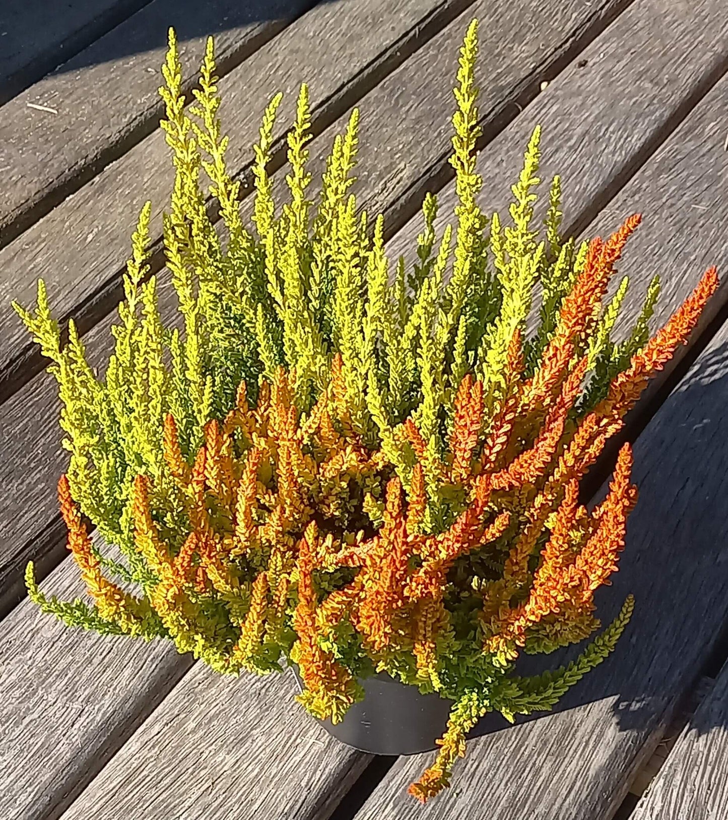 Knospenheide (Calluna vulgaris) Twingirls® Zeta - Zoe T13