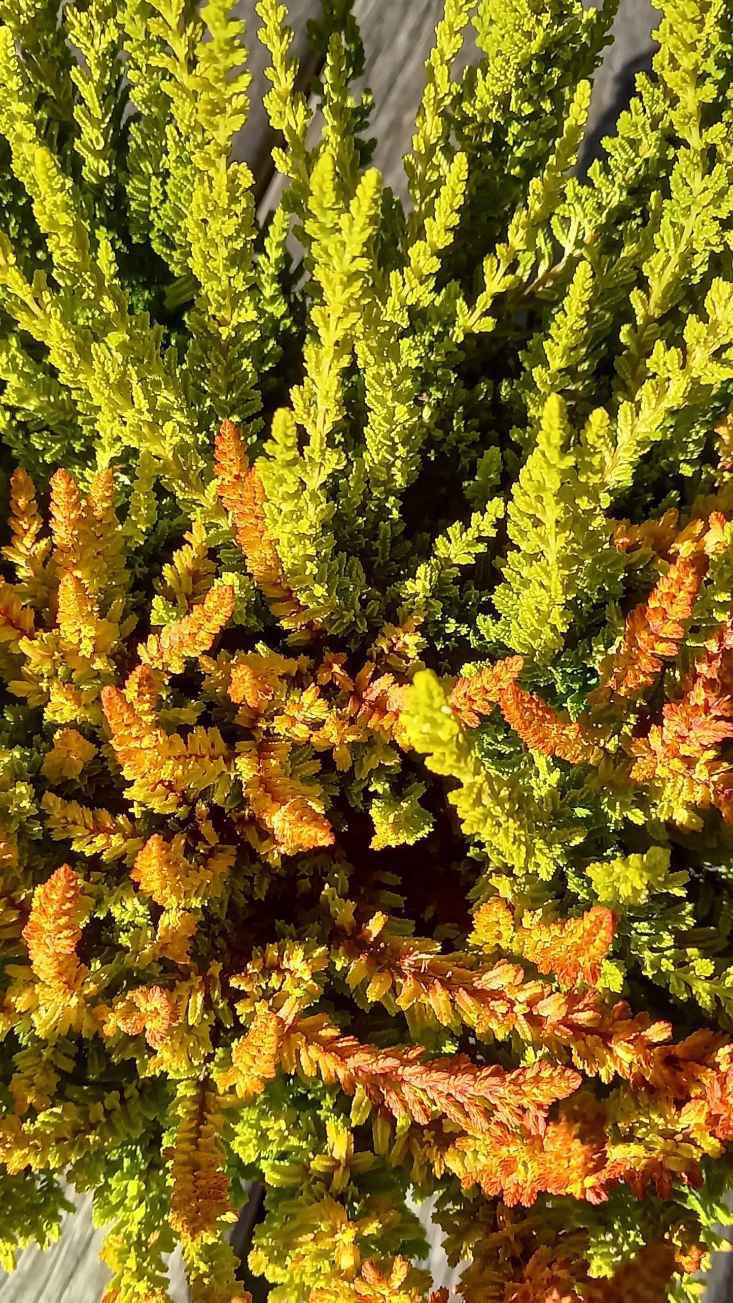 Knospenheide (Calluna vulgaris) Twingirls® Zeta - Zoe T13