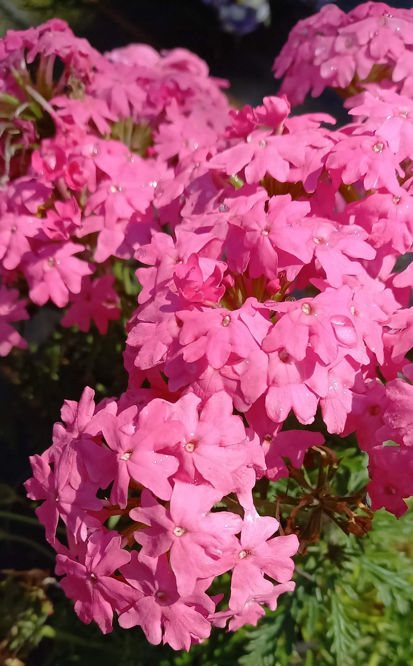 Eisenkraut (Verbena) pink T12, hängend