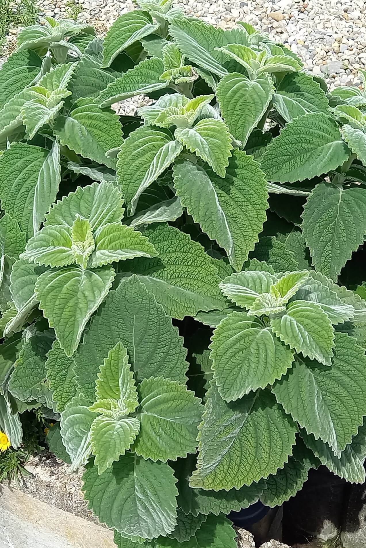 Australisches Zitronenblatt (Plectranthus species) T12