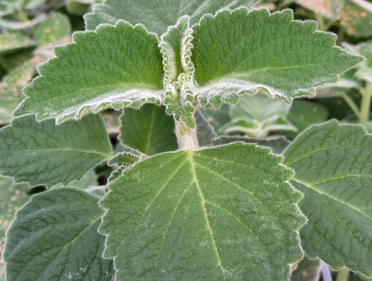 Australisches Zitronenblatt (Plectranthus species) T12