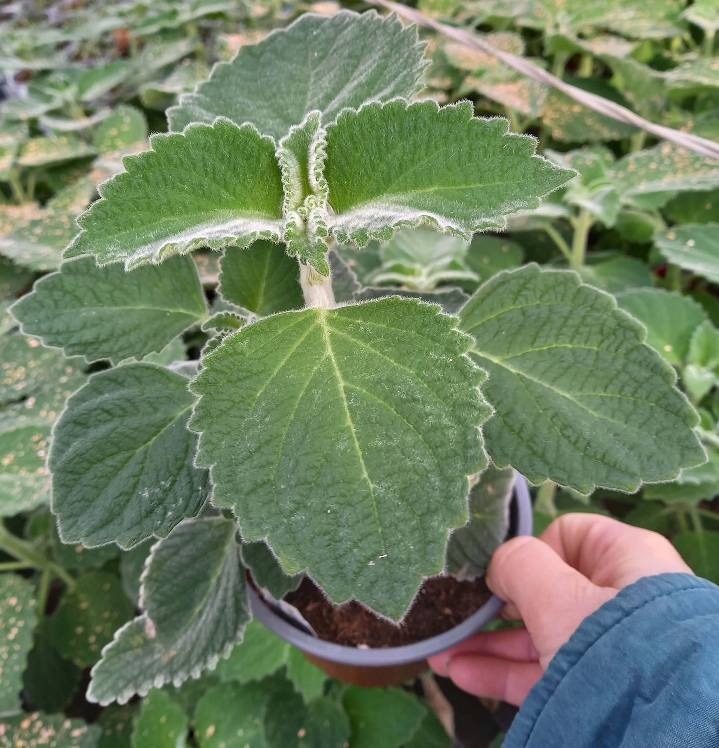 Australisches Zitronenblatt (Plectranthus species) T12