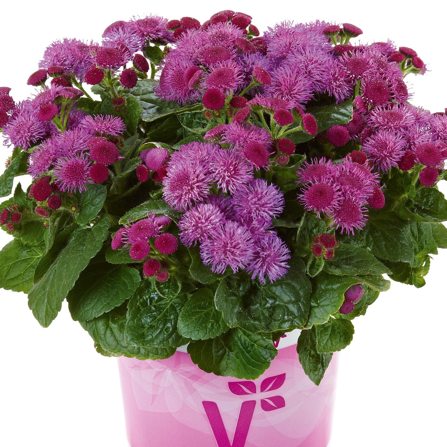 Leberbalsam (Ageratum houstonianum) rosa T12