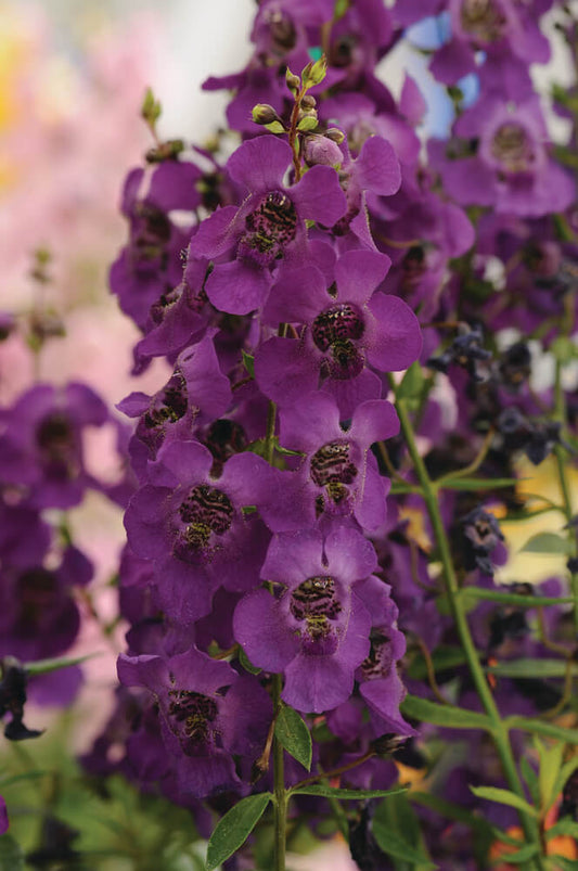 Engelsgesicht (Angelonia angustifolia) 'Archangel™ Purple' T12