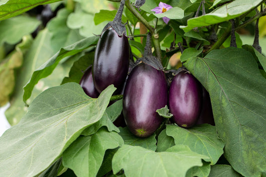 Topf-Aubergine (Solanum melongena) 'Diamond Purple' T12
