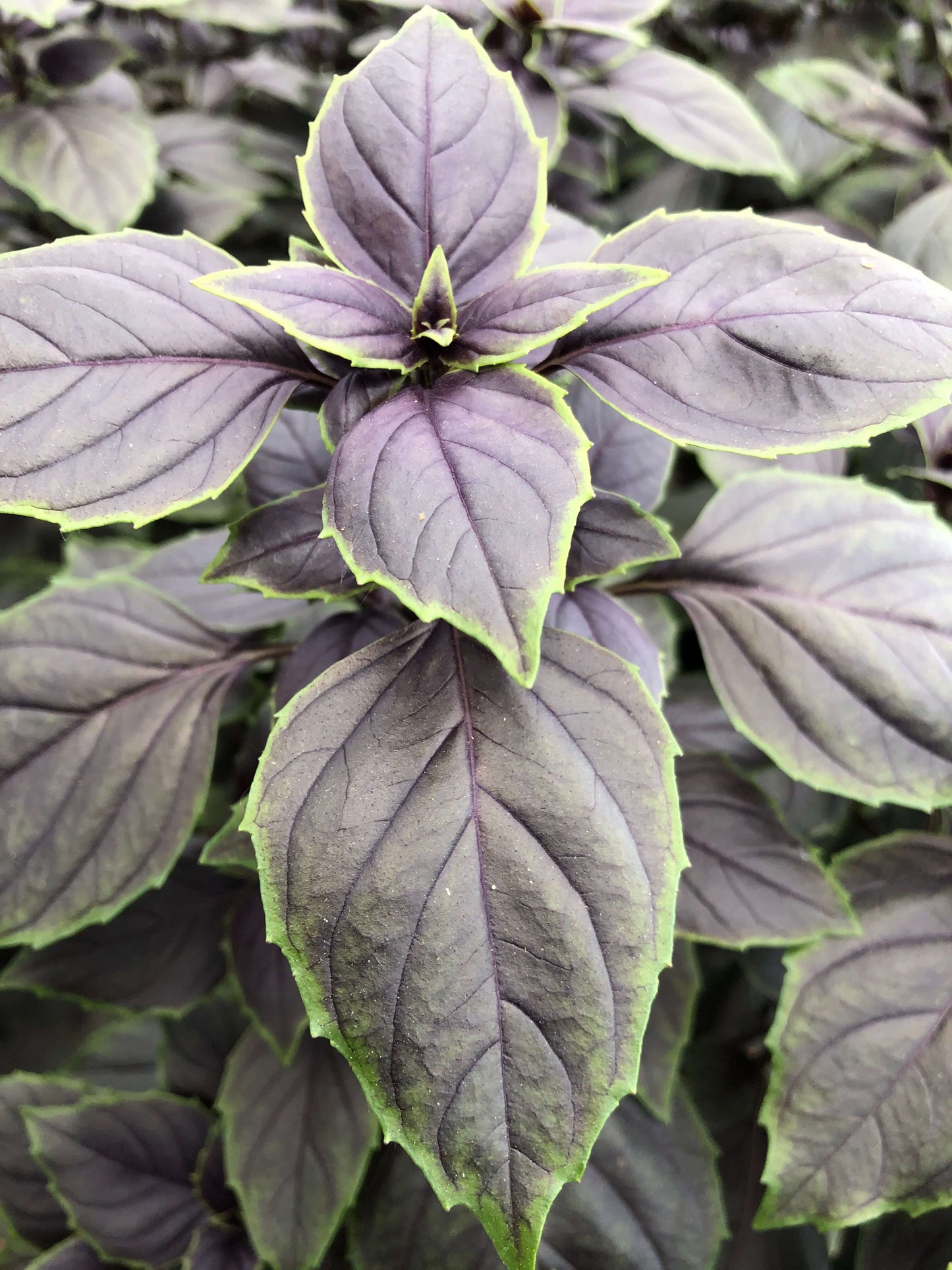 Basilikum (Ocimum basilicum) 'Copa® Red-Green Shades' T12