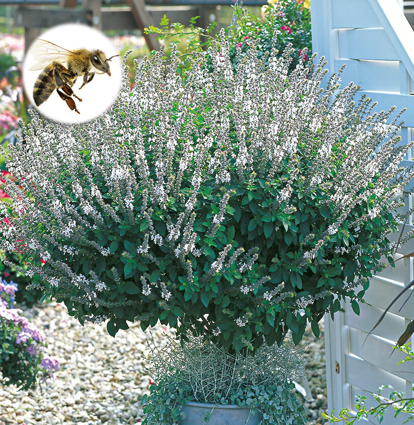 Strauchbasilikum (Ocimum basilicum) 'Magic White' T12
