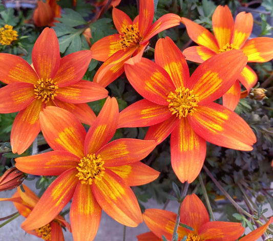 Zweizahn/ Goldmarie (Bidens ferulifolia) im Spar-Set | 8 Stück