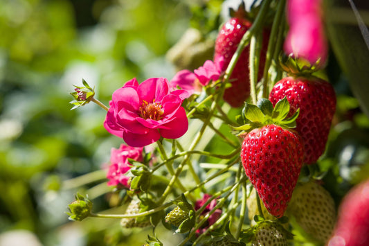Rosen-Erdbeere 'Summer Breeze Cherry' T12
