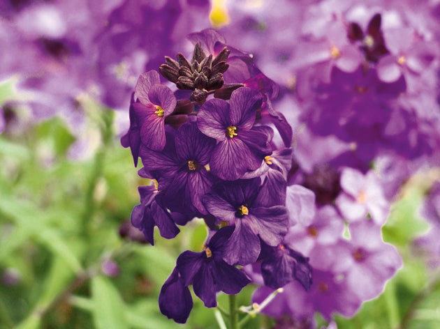 Goldlack (Erysimum cheiri) 'POEM Lilac' T12