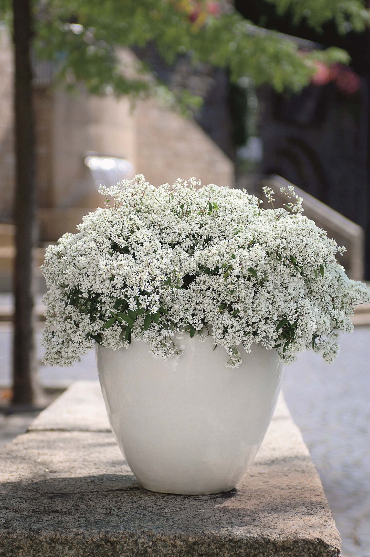 Zauberschnee (Euphorbia hypericifolia) T12