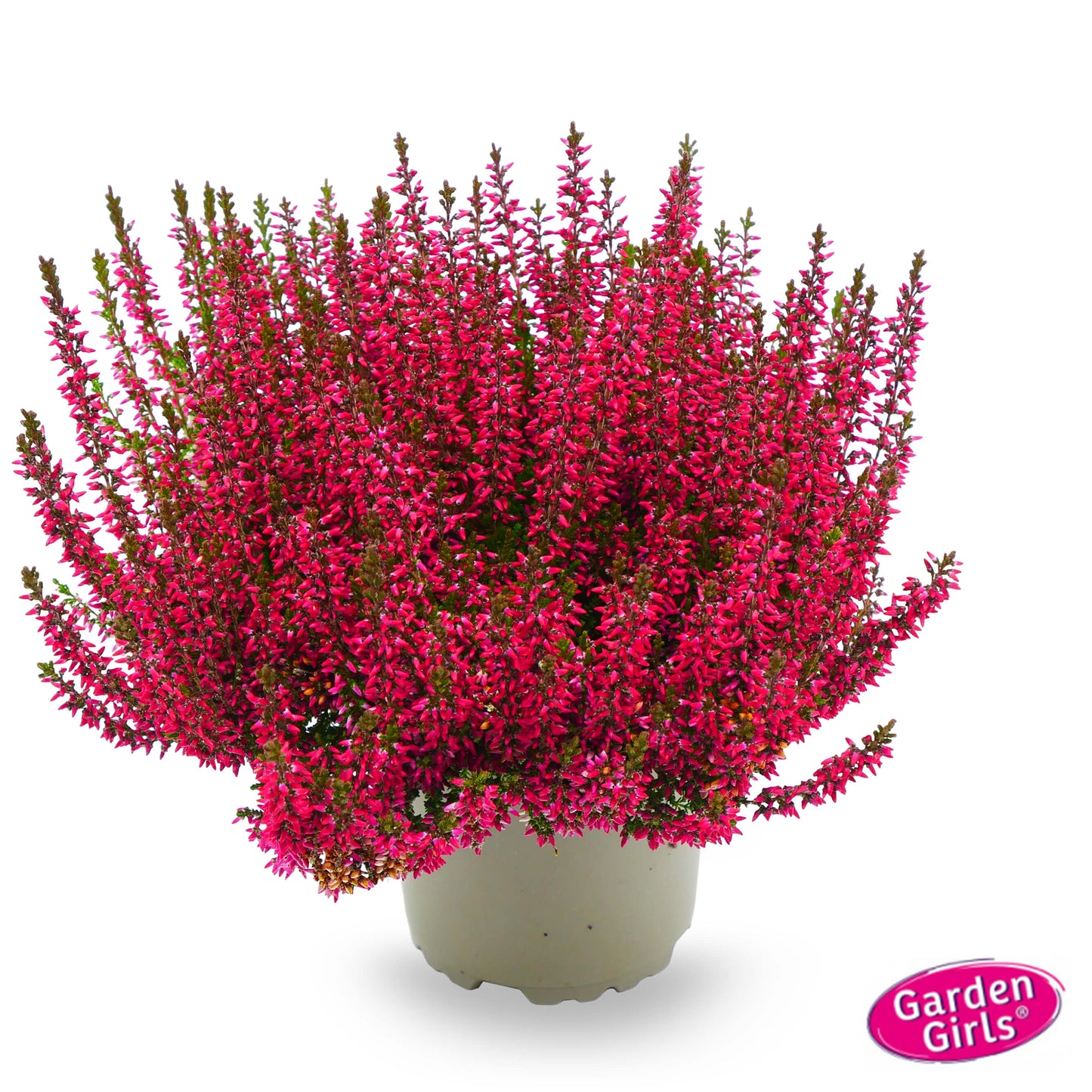 Knospenheide (Calluna vulgaris) Gardengirls® Patricia