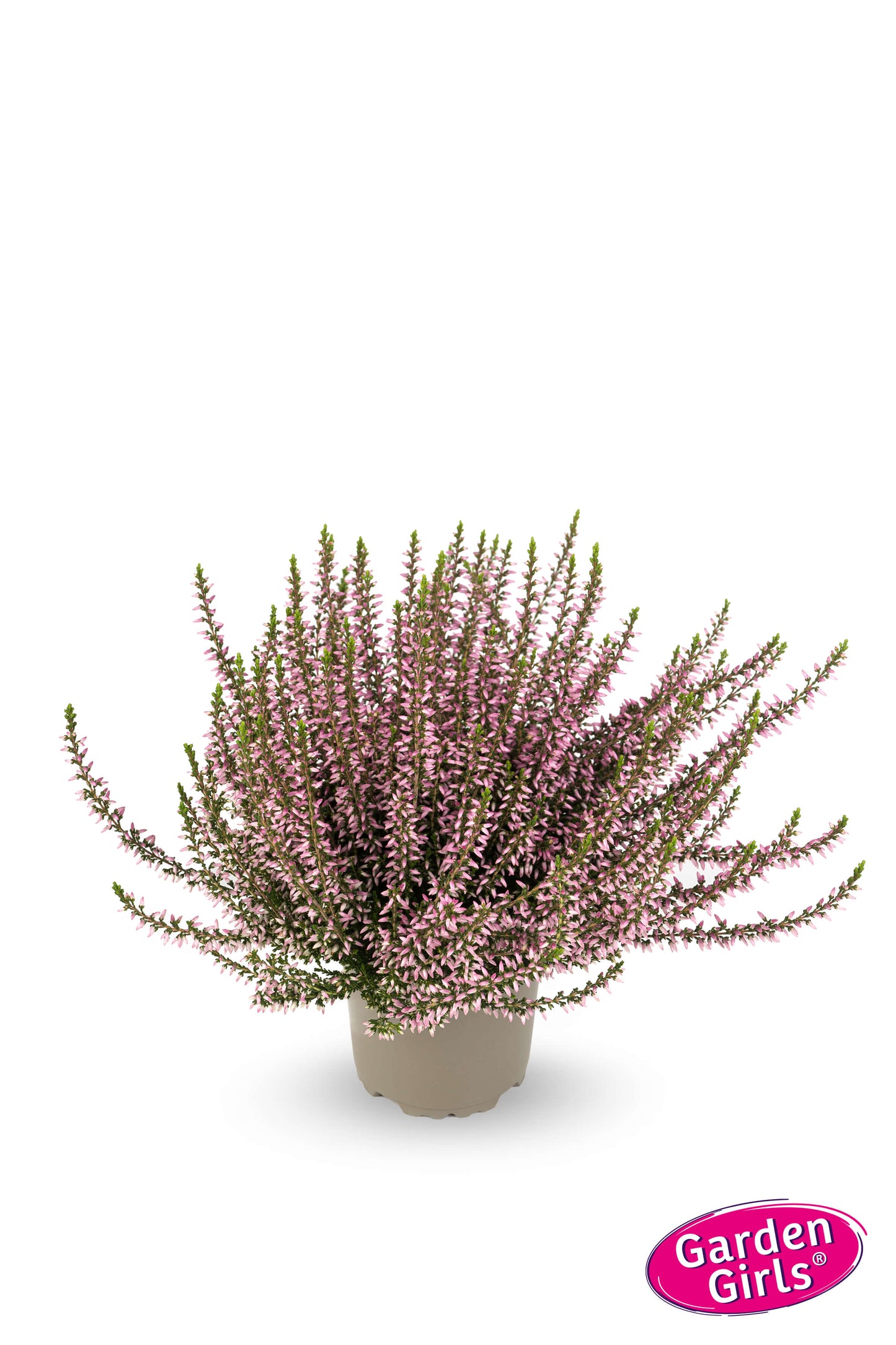 Knospenheide (Calluna vulgaris) Gardengirls® Rosa Elisa