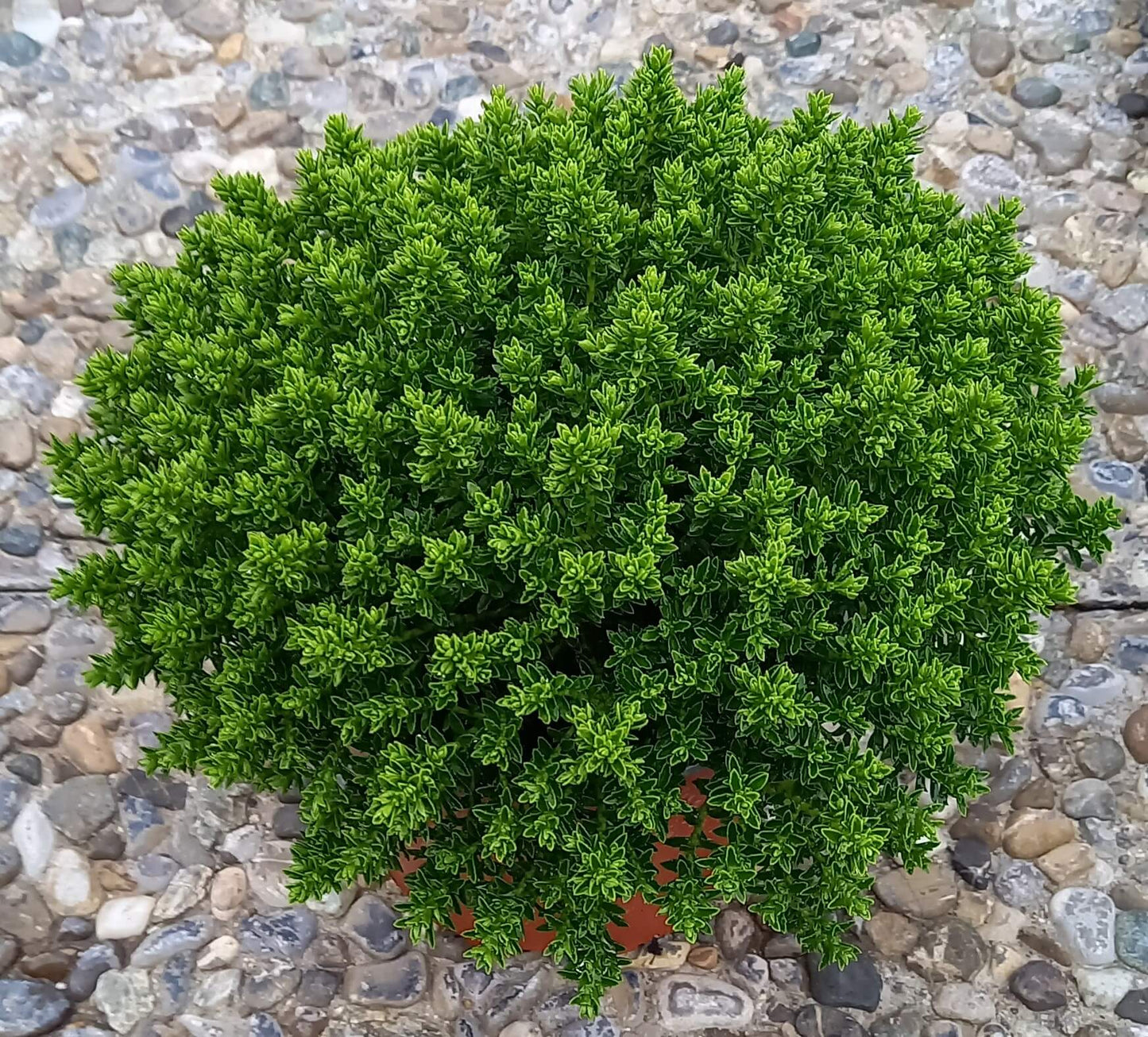 Strauchveronika (Hebe) 'Green Globe' T12 - winterhart
