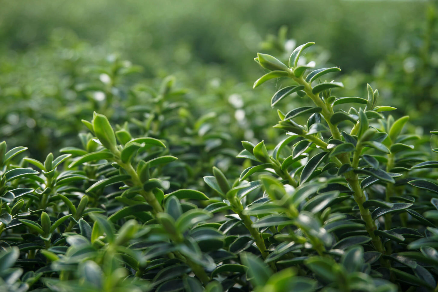 Strauchveronika (Hebe) 'New Zealand Gold' T12 - winterhart