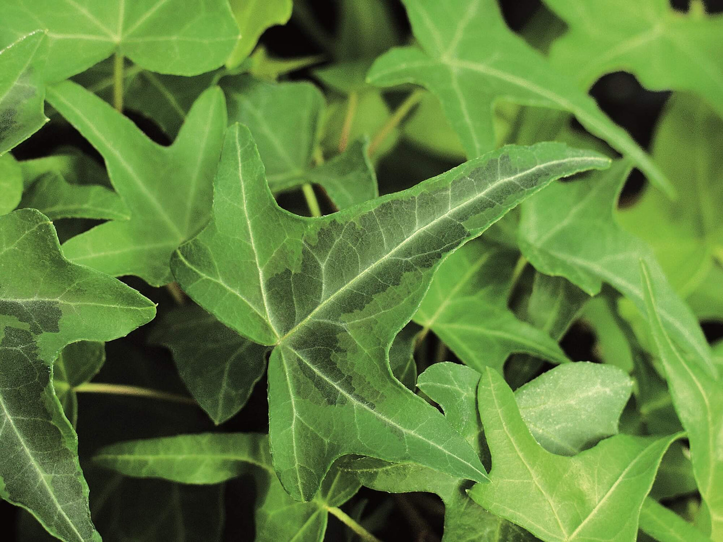 Efeu (Hedera helix) 'Goldstern' T12 - winterhart