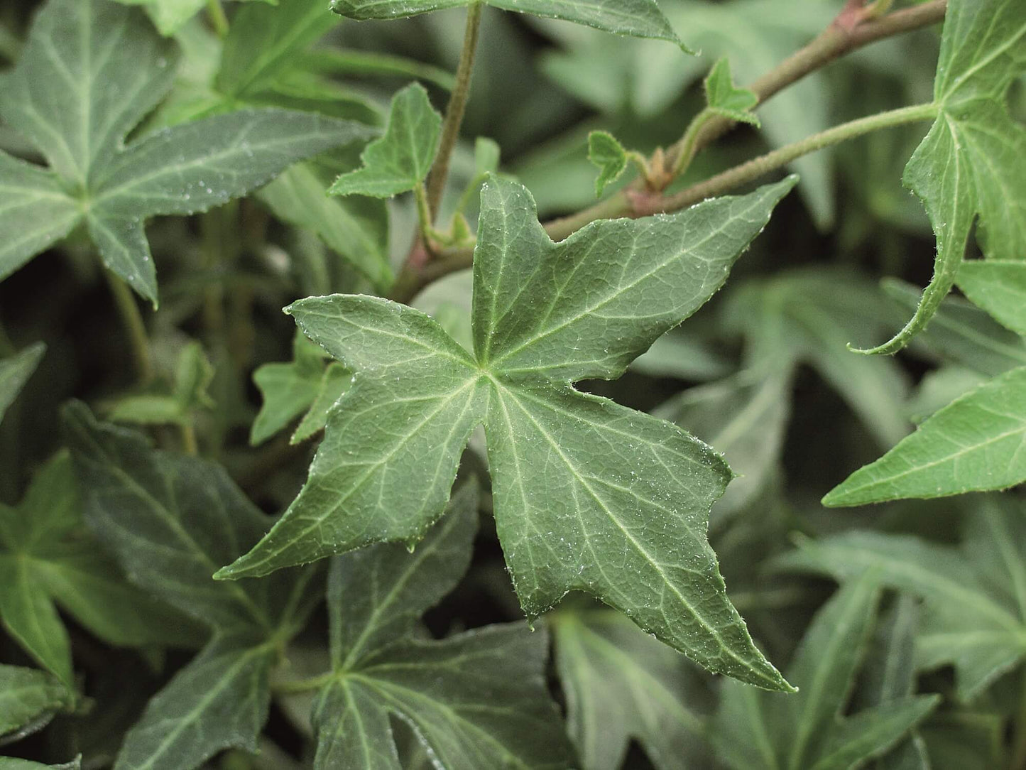 Efeu (Hedera helix) 'Ritterkreuz' T12 - winterhart