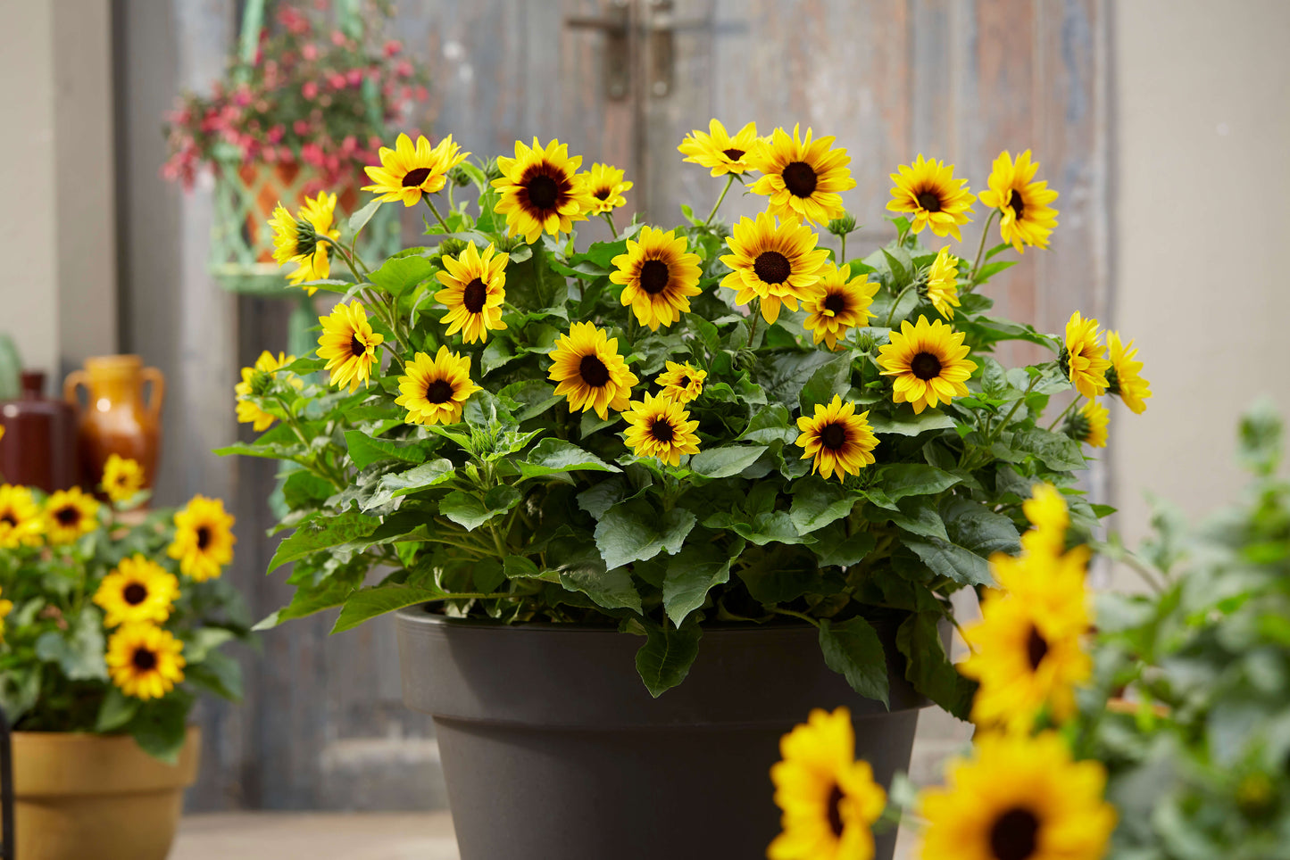 Balkon-Sonnenblume (Helianthus ) 'SunBelievable® Brown Eyed Girl' T13