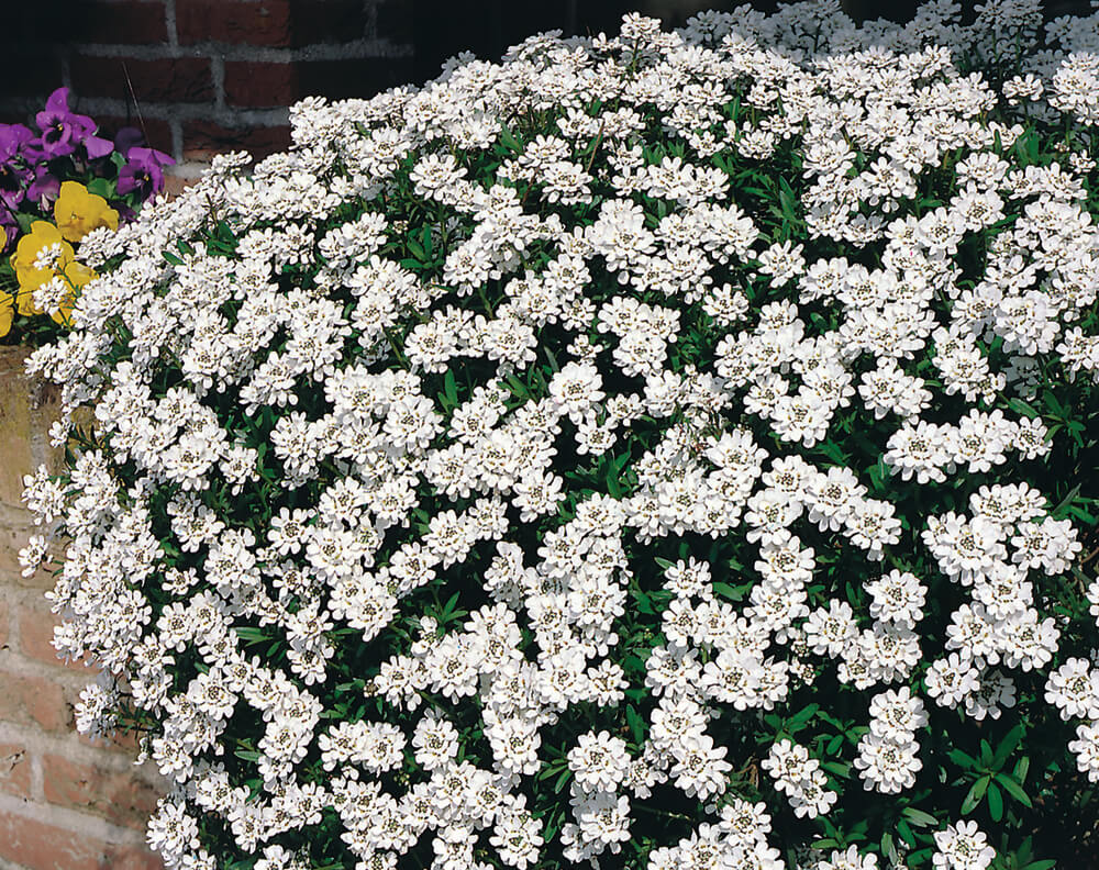 Immergrüne Schleifenblume (Iberis sempervirens) 'Fischbeck' T12 - winterhart