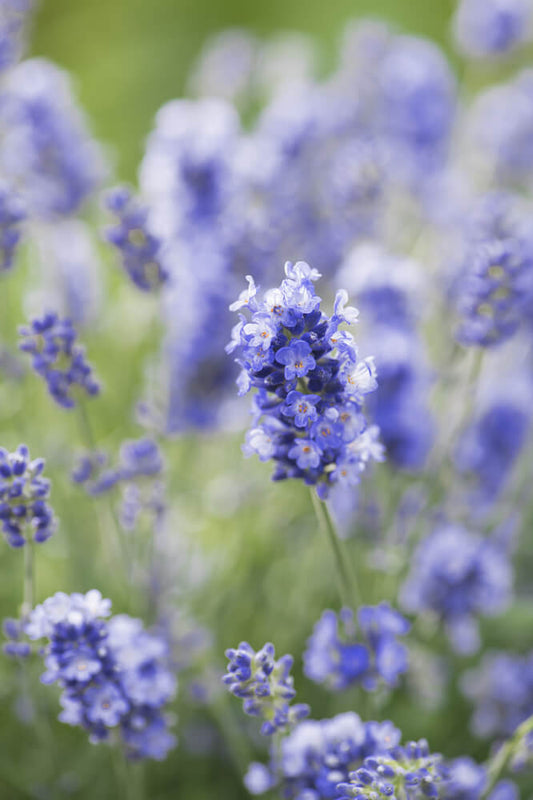 Echter Lavendel (Lavandula angustifolia) violett-blau T12 - winterhart