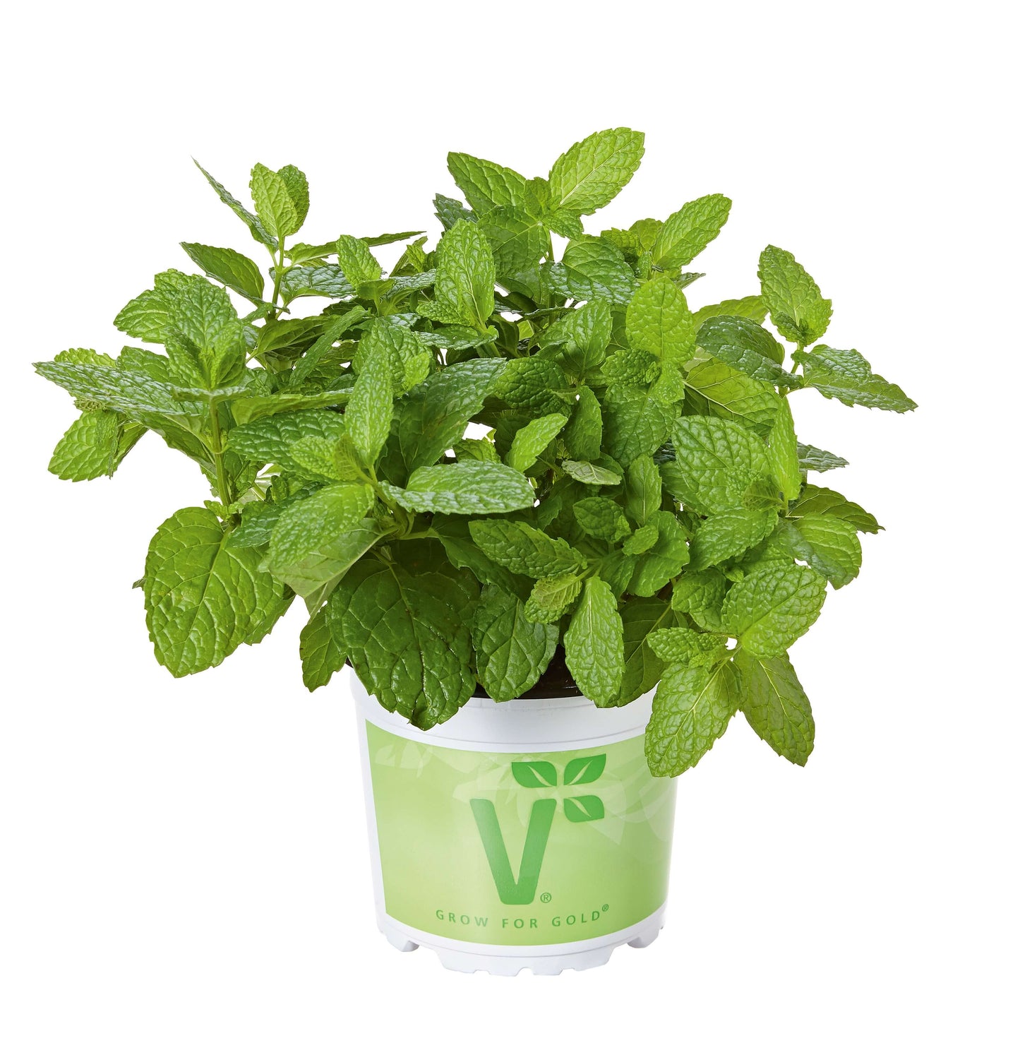 Marokkanische Minze (Menta spicata) 'Casablanca' T12