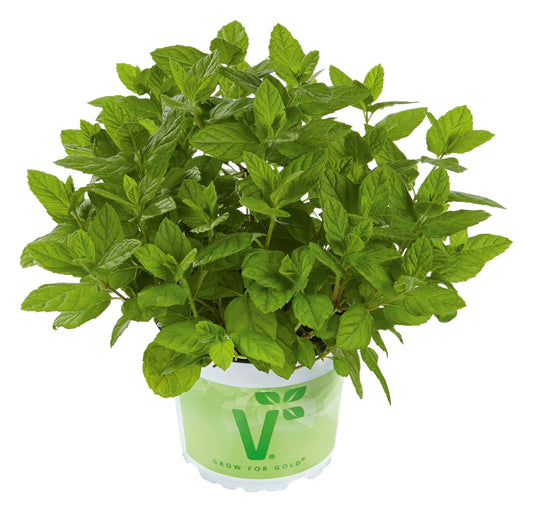 Feine Englische Minze (Mentha spicata) 'Garden Mint' T12