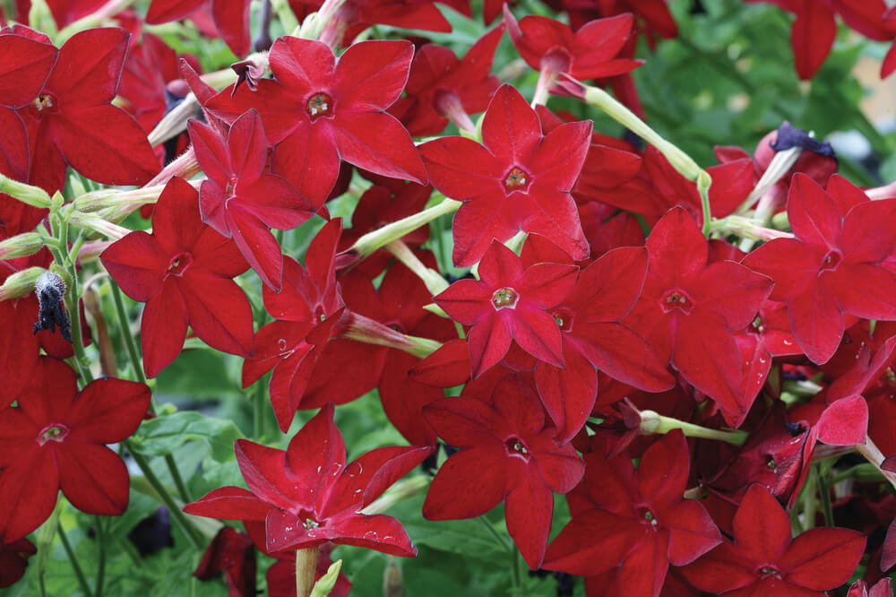 Ziertabak (Nicotiana alata) rot T12
