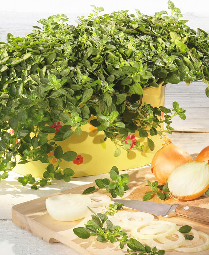 Hängender Oregano (Origanum vulgare) 'Diabolo' T12