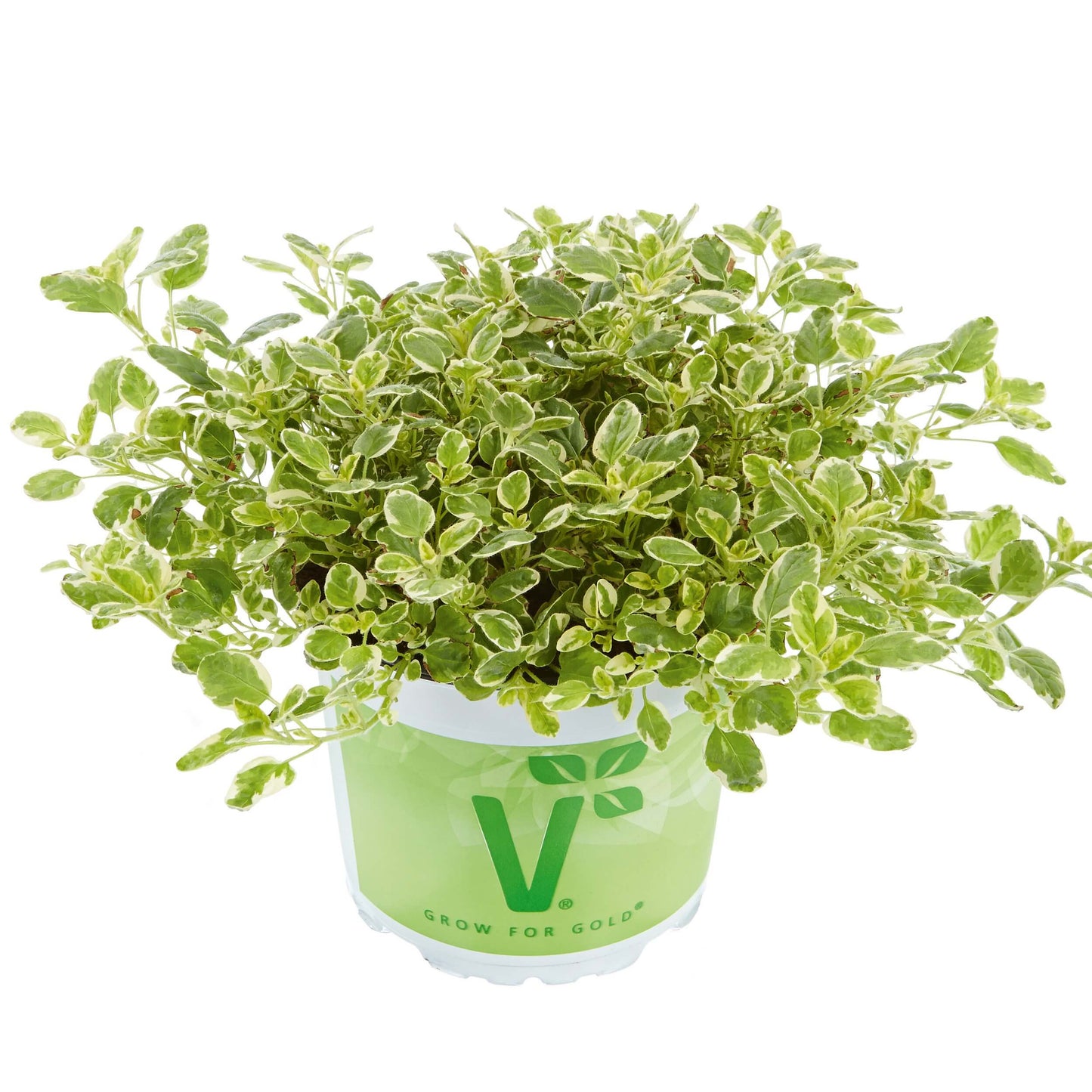 Weißgefleckter Oregano (Origanum vulgare) 'Panta®' T12