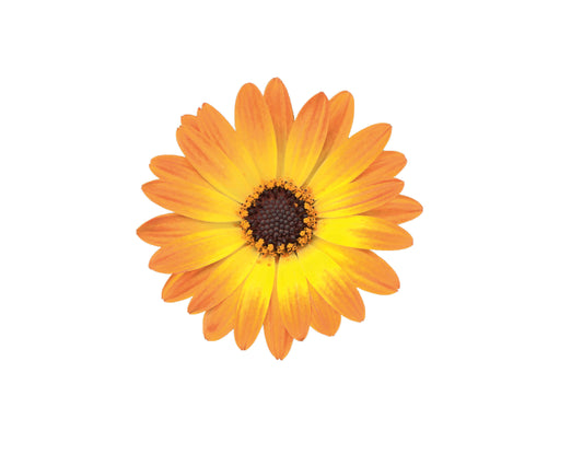 Kapkörbchen (Osteospermum) 'sel® FlowerPower® Orange Orbit' T12