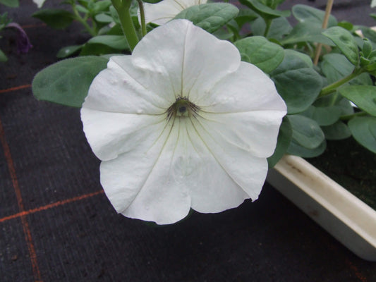 Petunie (Petunia) weiß T12