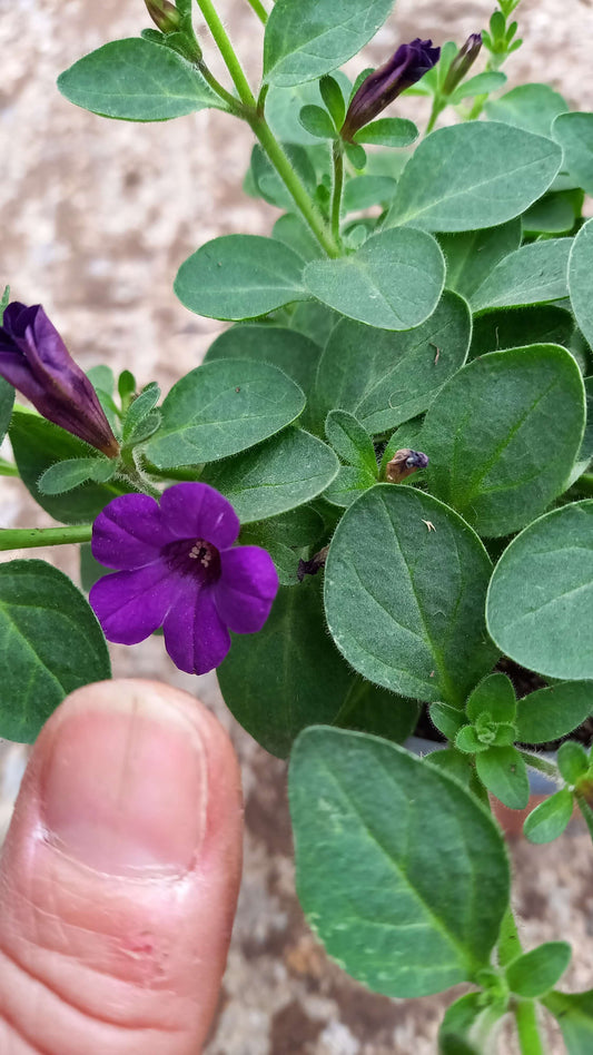 Petunie( Petunia) 'Itsy Purple' T12, kleinblütig